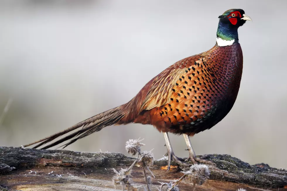 Pheasant Hunting Opens Soon