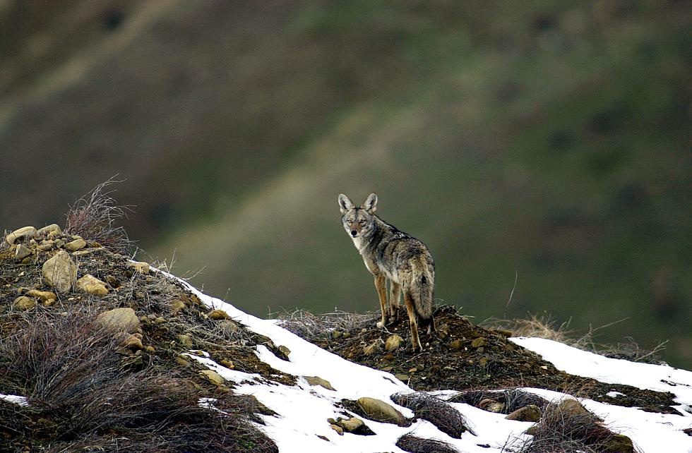 Coyotes in Sioux Falls