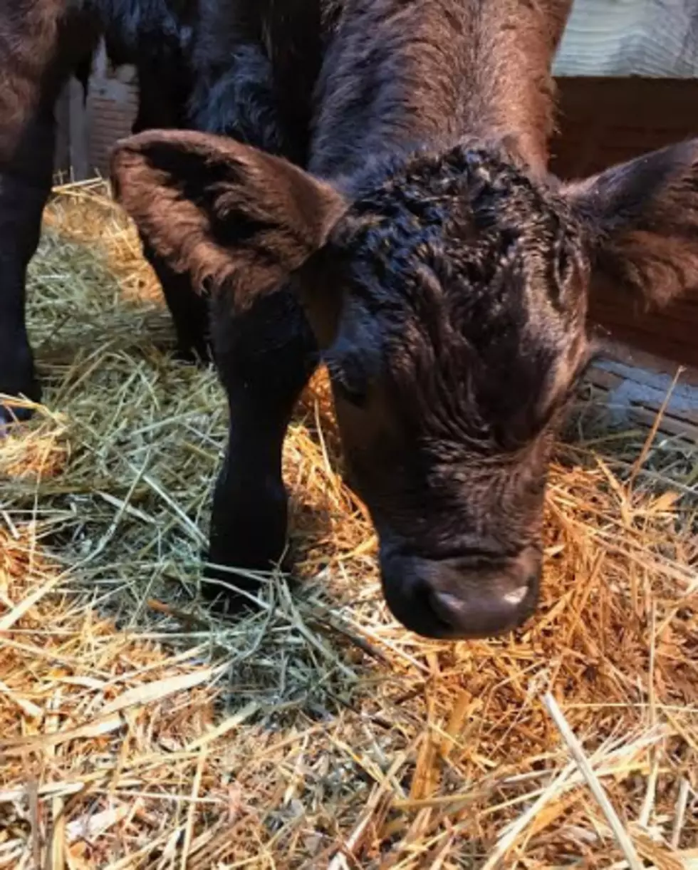 Meet the South Dakota Calf Named After Dierks Bentley