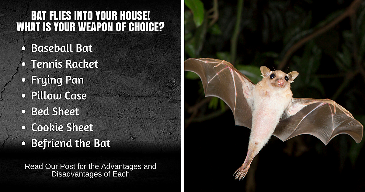 National Bat Day Choose Your Weapon Wisely