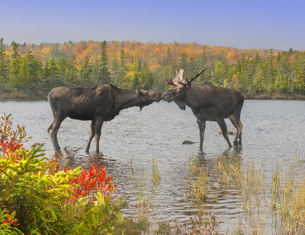 Moose on the Loose Near Brookings! Watch Video Here