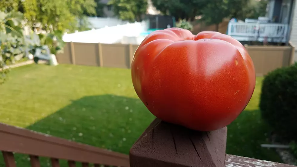 Tomato Time is Finally Here!