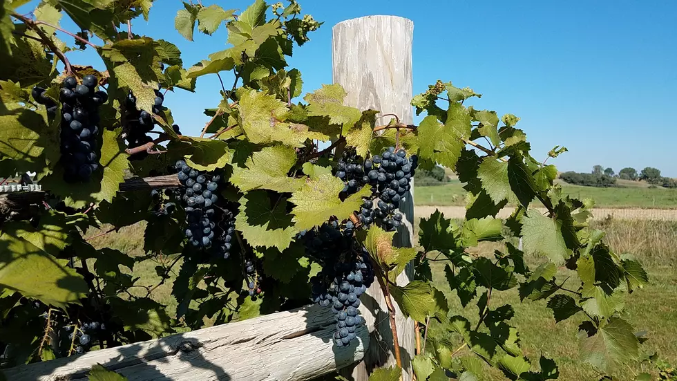 Grape Picking Wine Making Time of Year