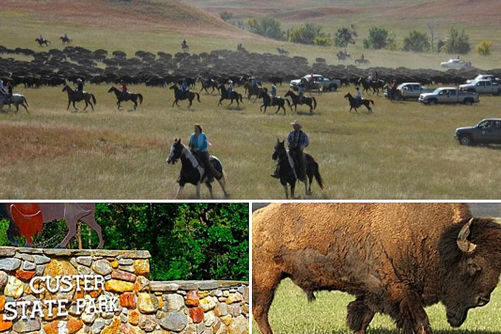 Buffalo Roundup and Arts Festival Kicks Off this Week in Custer State Park