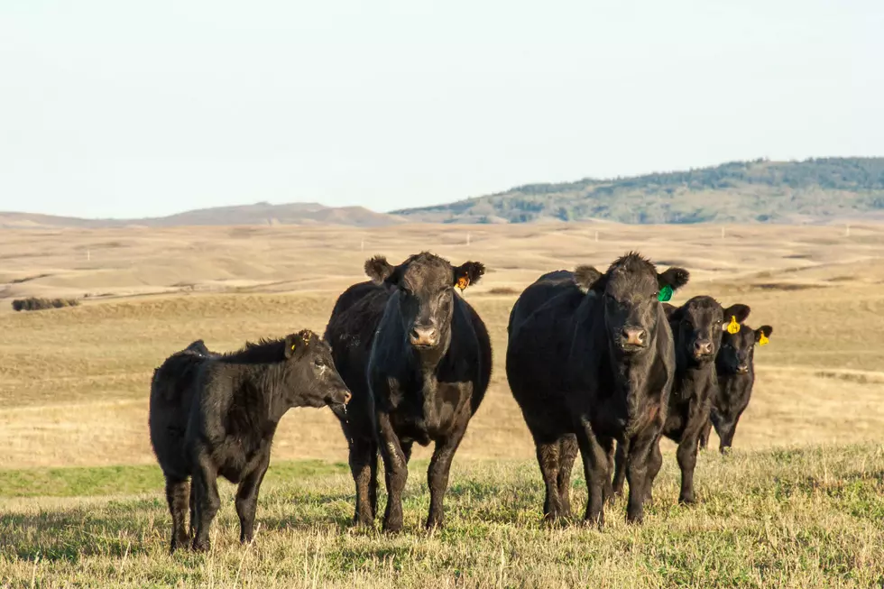 South Dakota Cattle Producers Buying and Selling On Line
