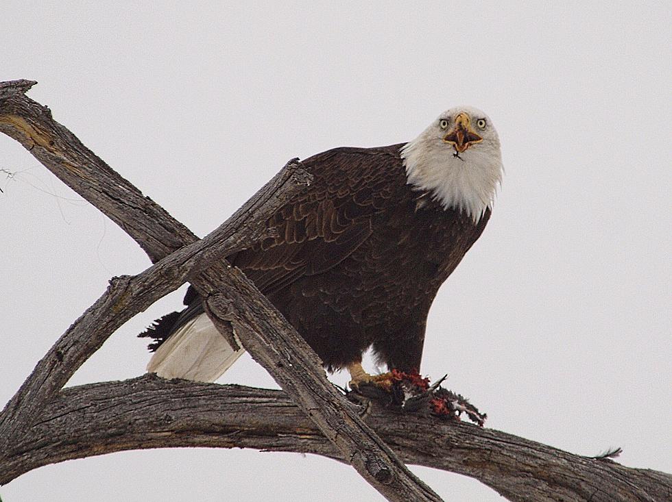Bald Eagle Shooting Near Wagner, South Dakota