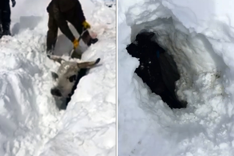 Incredible Video of South Dakota Ranchers Digging Cows Out of Snow Packed Field