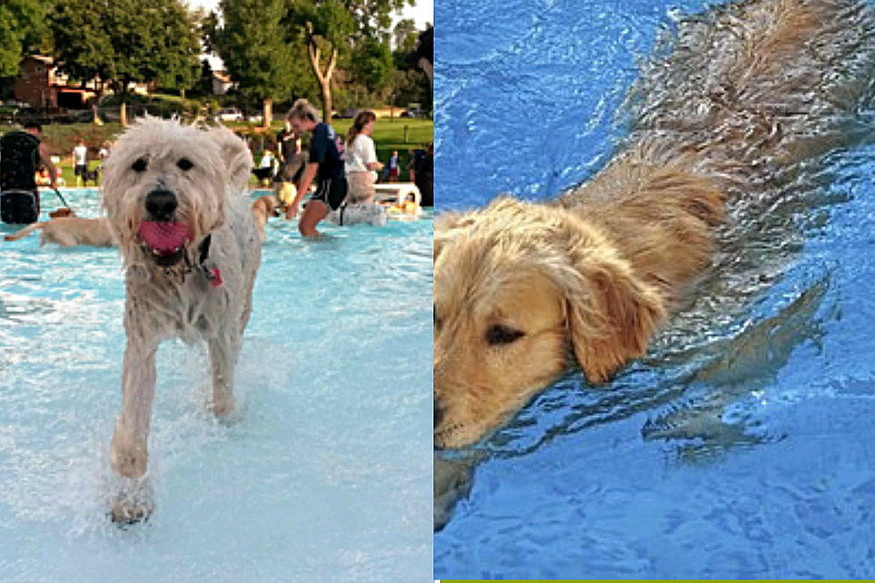 A Water Park for Your Dog Coming to Sioux Falls