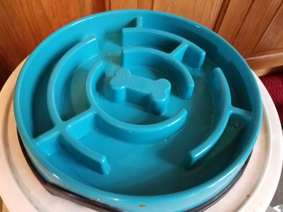 Time to Replace Your Dog Bowl with a Slow Feeder?
