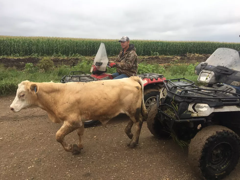 Cattle &#8216;Disappear&#8217; into South Dakota Landscape