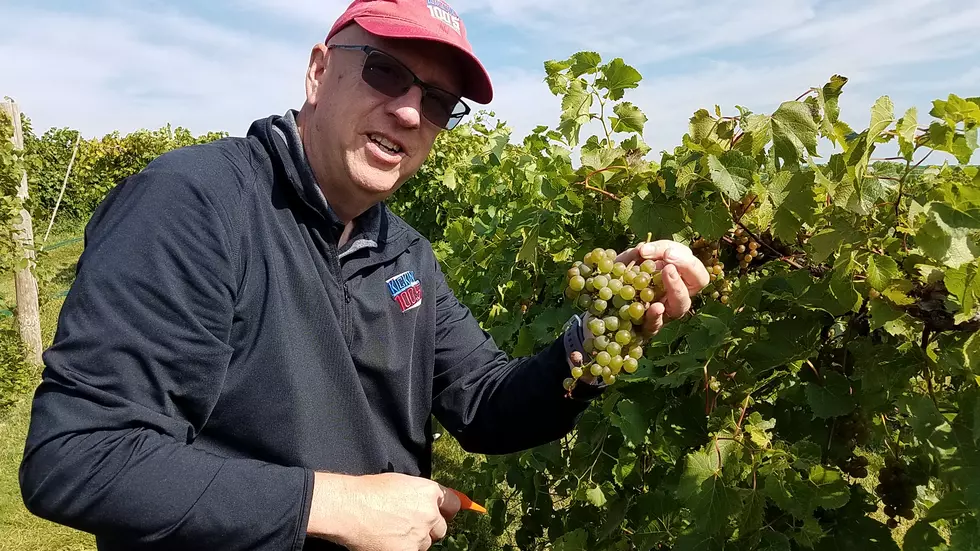 Fall Harvest on at Calico Skies Vineyard and Winery