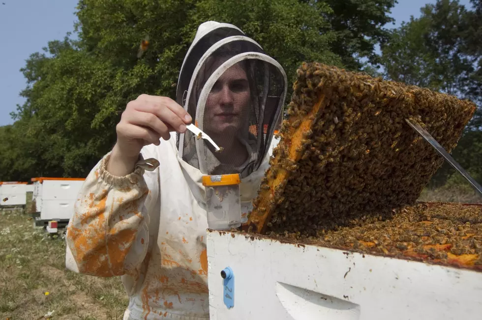 Sioux Falls City Council Abuzz Over Beekeeping
