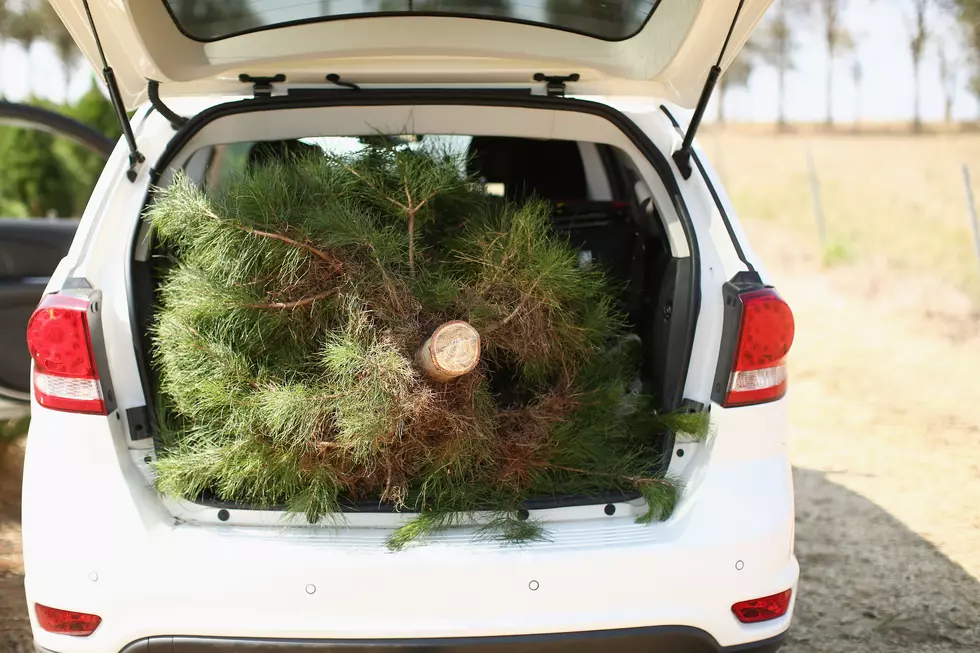 Timber!  How To Get Your Live Christmas Tree Home Safely