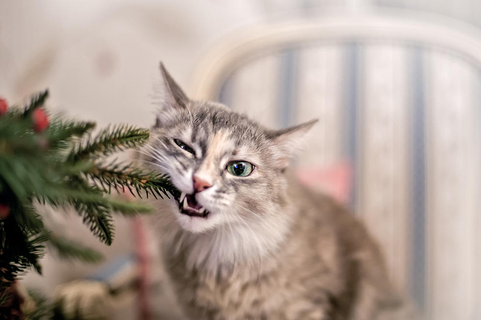 Can Cats and Christmas Trees Coexist?