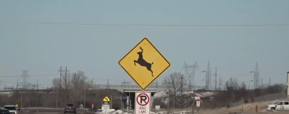 Sioux Falls Deer Harvest Reduces Interstate Crashes