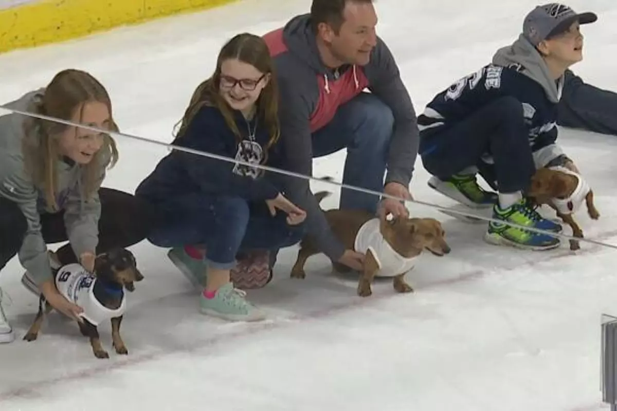 Sioux Falls Stampede Wiener Dog Races