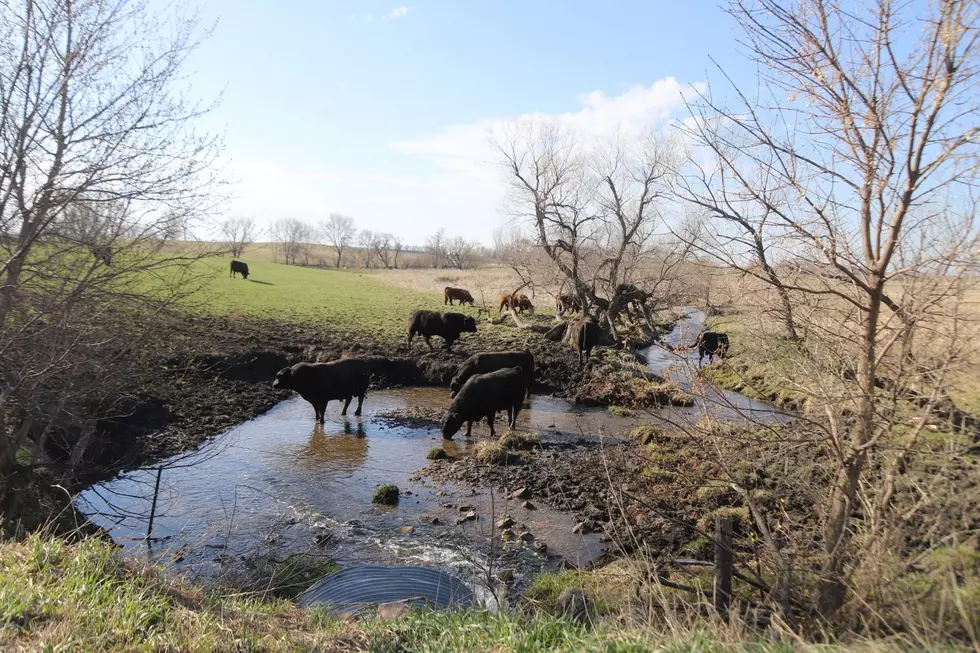 Cattle Rustling Evidently Still a Thing in South Dakota