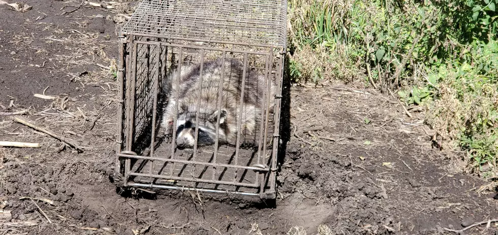 South Dakota Tail Tally, Tells Tale