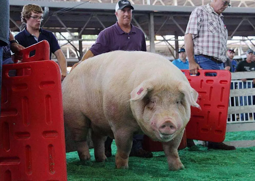 Is Brutus Still Iowa&#8217;s Biggest Boar? [UPDATE]