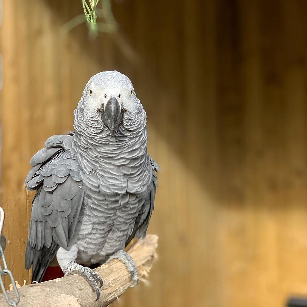 Profane Parrots Pulled From Zoo Display