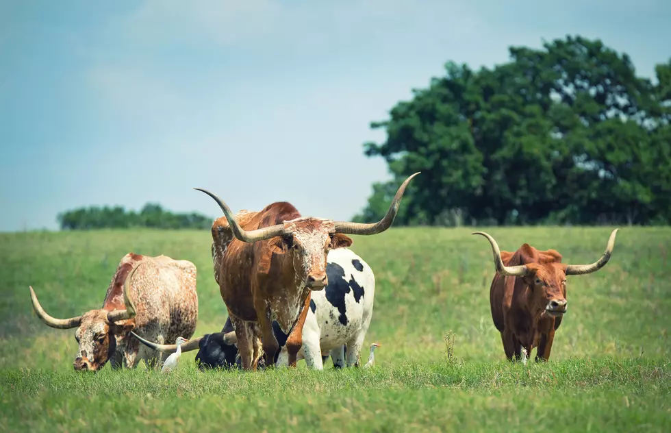 Texas Longhorn Bull Claims Longest Horns Title