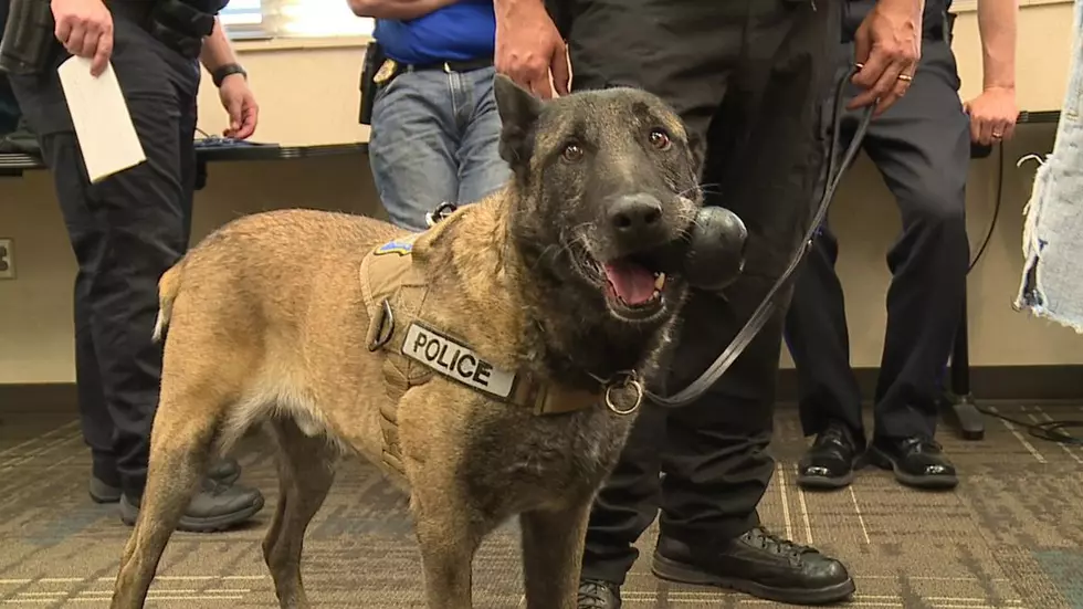 Retired Sioux Falls Police K9 &#8216;Rio&#8217; Passes Away
