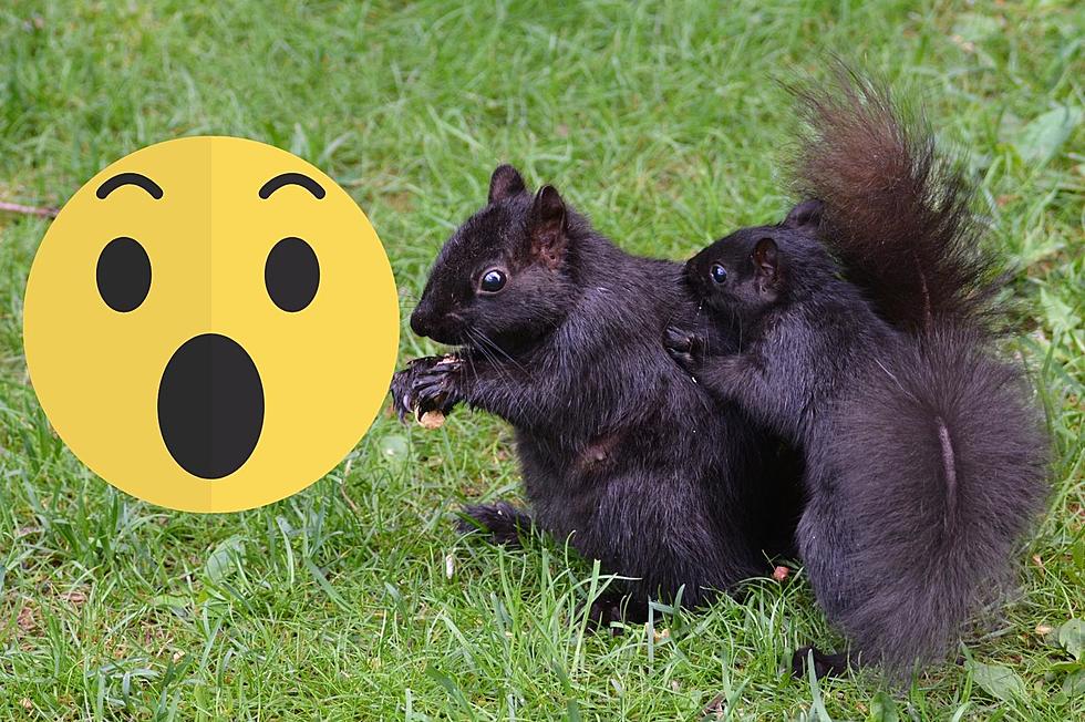 Have You Seen One Of These Unusual Black Squirrels in South Dakota?