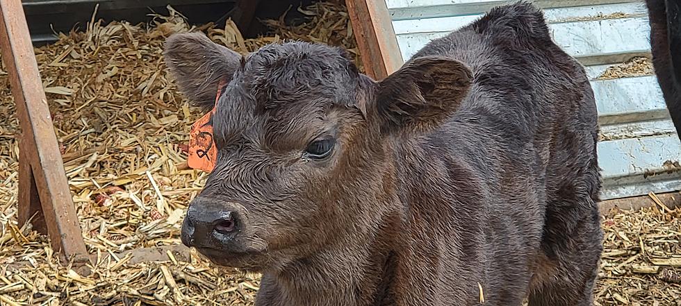 My Brief &#8216;Tagging&#8217; Experience During South Dakota Calving Season