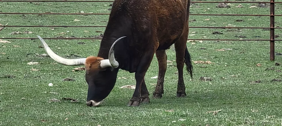 Longhorn Cattle Spotted Near Renner, South Dakota