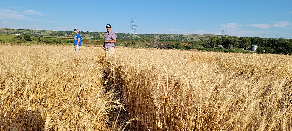 Wheat Harvest Time Across South Dakota
