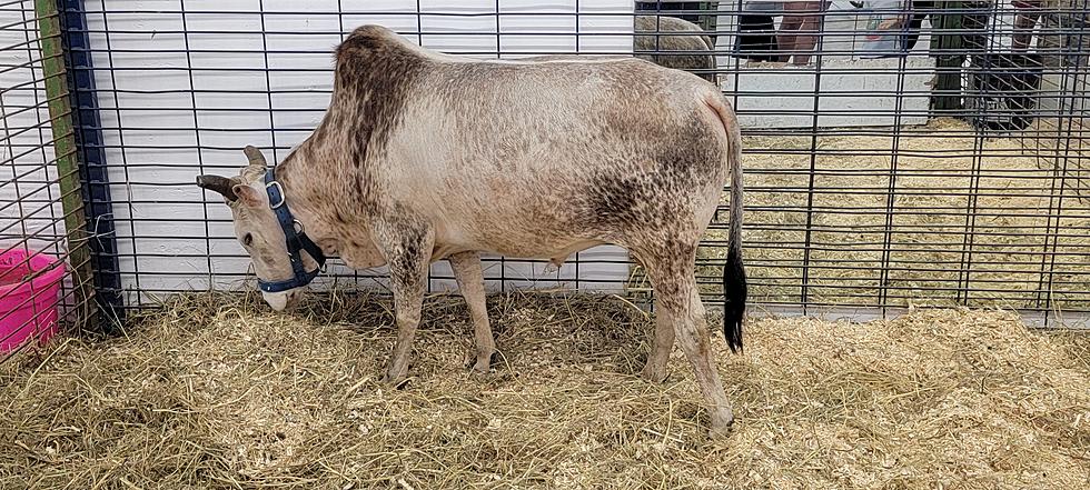 South Dakota&#8217;s &#8216;Norman&#8217; May be the Second Smallest Bull in The World
