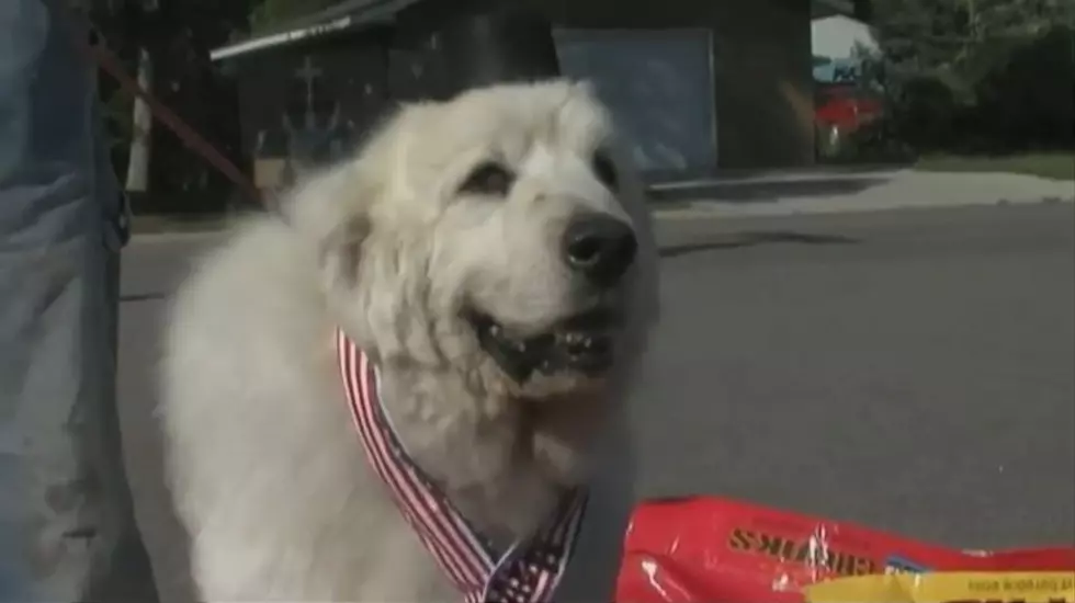 Remember When A Minnesota Town Elected A Dog For Mayor?