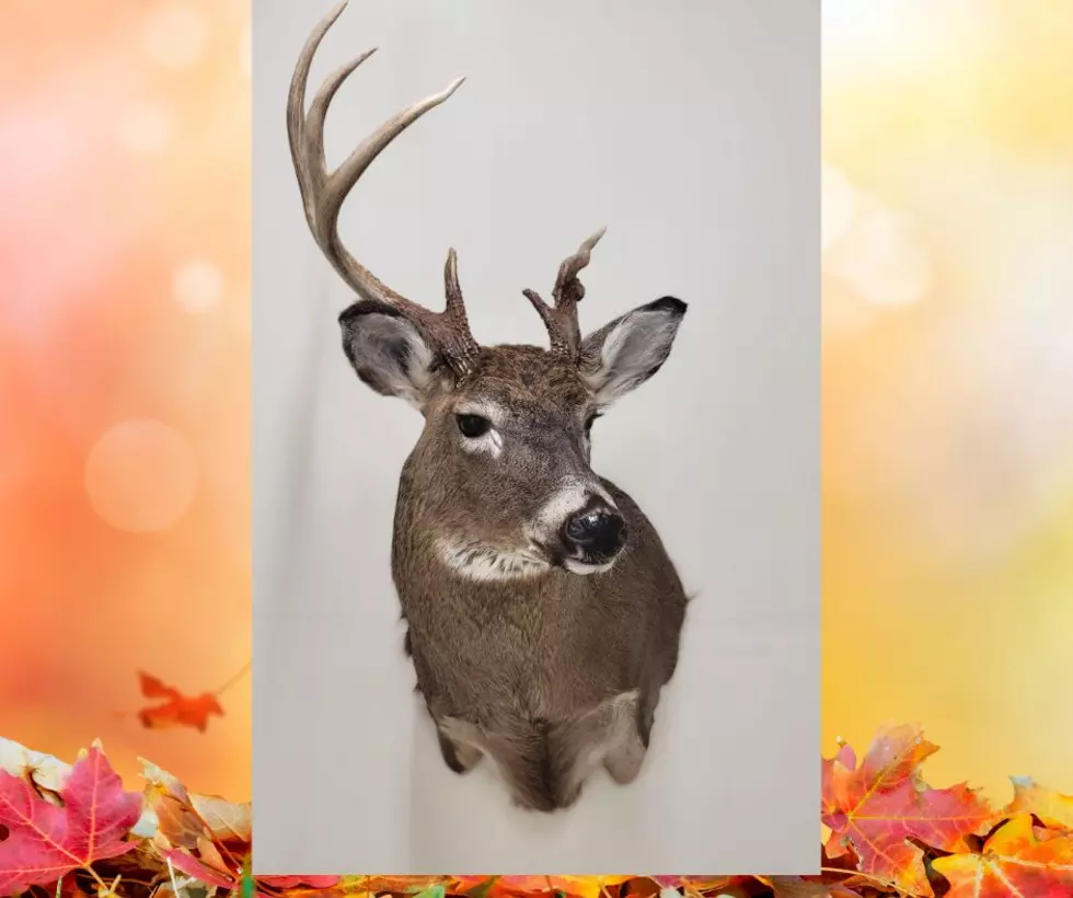 South Dakota Veteran Takes the Leap into Taxidermy