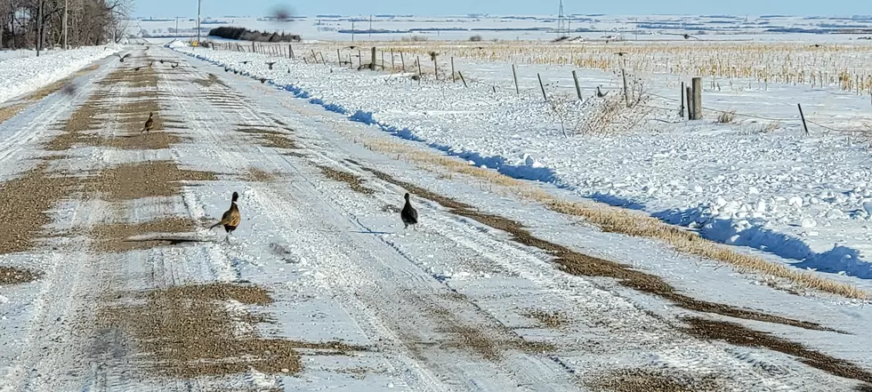 South Dakota Winter Proves Difficult for Wildlife