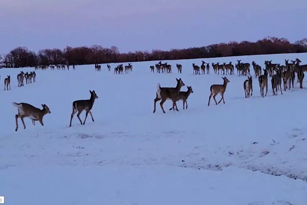 Large South Dakota Deer Herd Near Milltown [VIDEO]