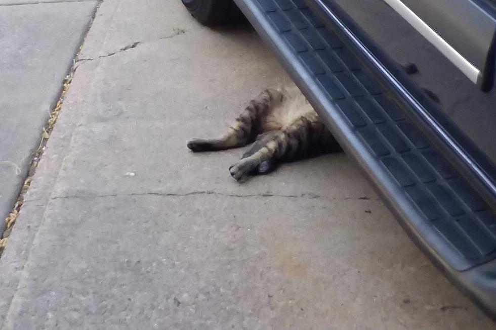 &#8216;Hobo Cat&#8217; Hitches Ride from Watertown to Sioux Falls, South Dakota