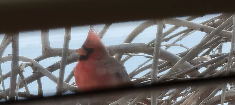 Signs From Above: The Comforting Presence Of Red Cardinals And Blue Jays