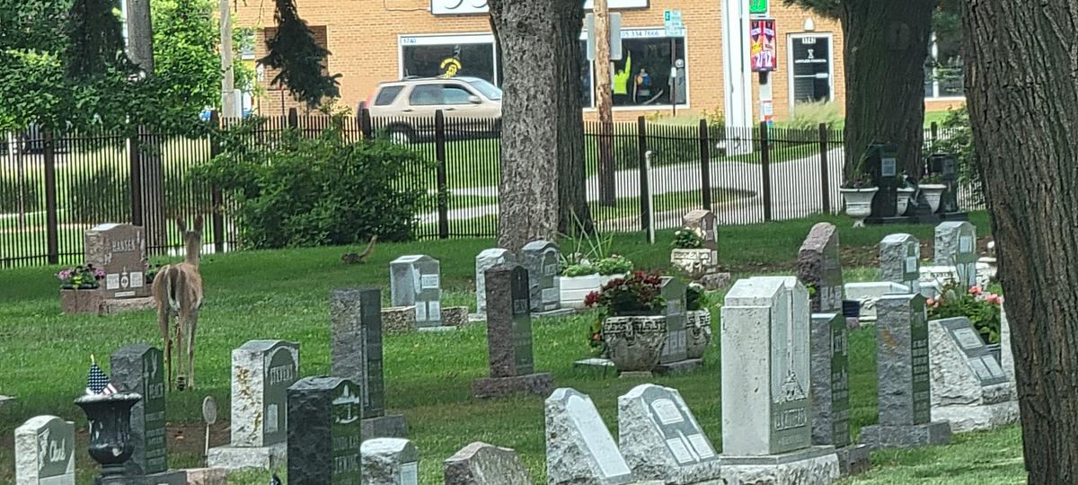 Meet The Unofficial Mascot Of Woodlawn Cemetery In Sioux Falls
