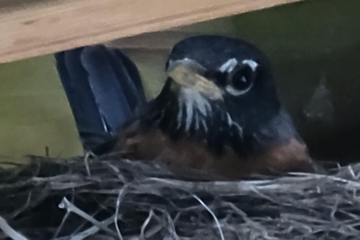 Sioux Falls Deck Becomes A Popular Home For Nesting Robins