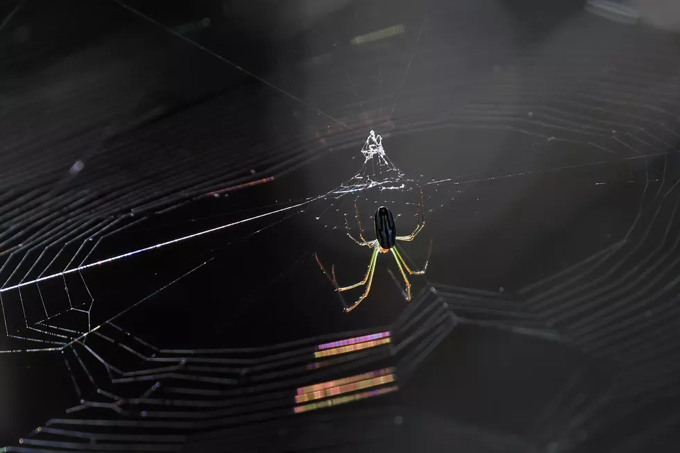 As Temperatures Drop, Spiders Are Seeking Shelter Indoors