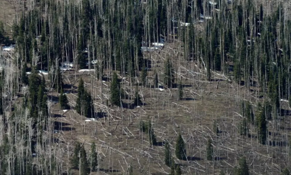 Spearfish Sets Aside $60K for Pine Beetle Fight