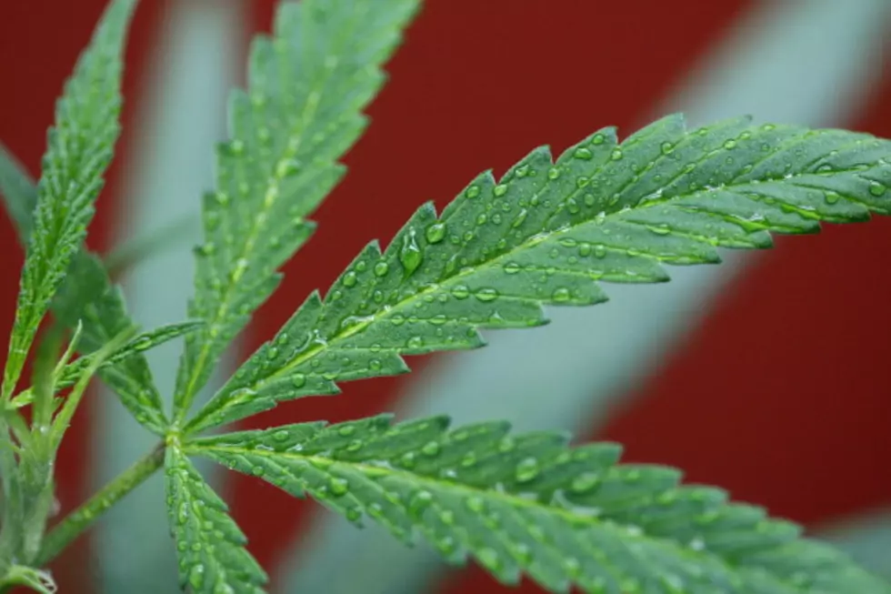 Possible Medical Marijuana Vote in South Dakota Closer to Reality