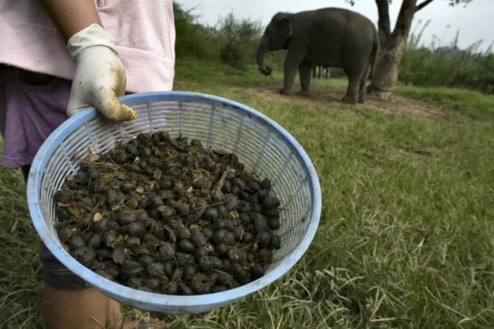 Gotta Have Me Some Elephant Dung Coffee