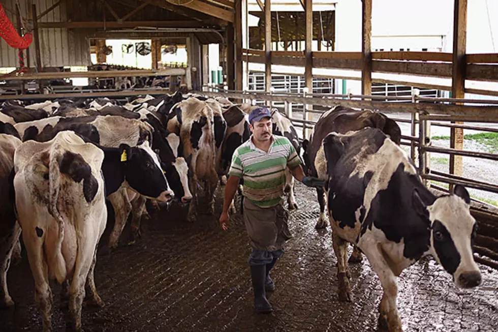 South Dakota Milk Production Rises