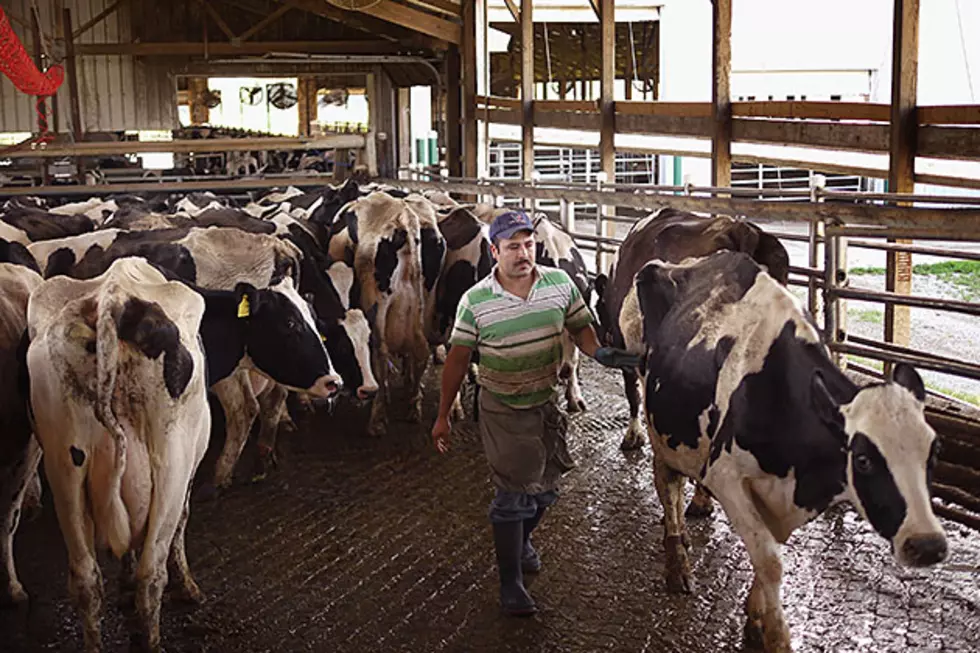 Study: Drought, Other Factors Weigh on Livestock