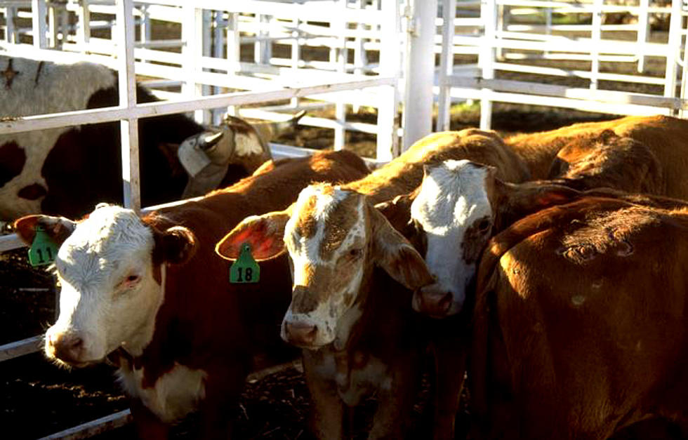 First Confirmed Cattle Anthrax Case of Year