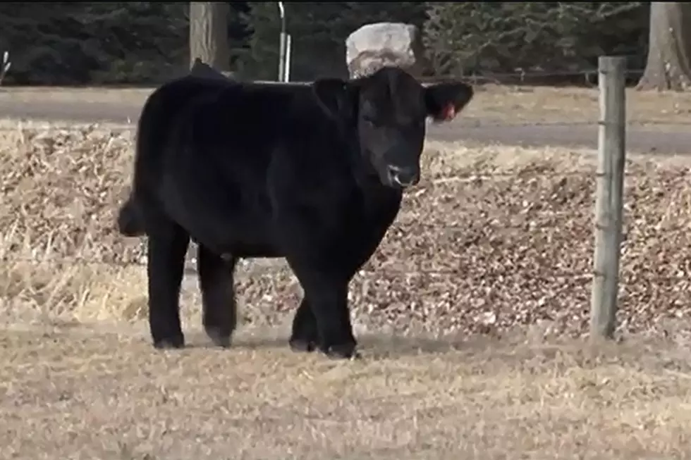 Fluffy Cows: Old Beauty Practice Gains Attention