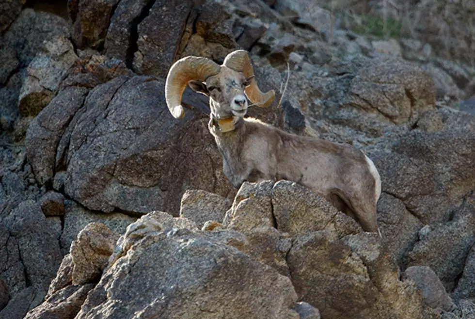 Auctioned License Funds Bighorn Sheep Recovery