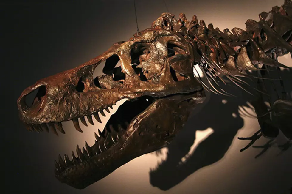 Replica of T-rex Named Sue Returns to South Dakota