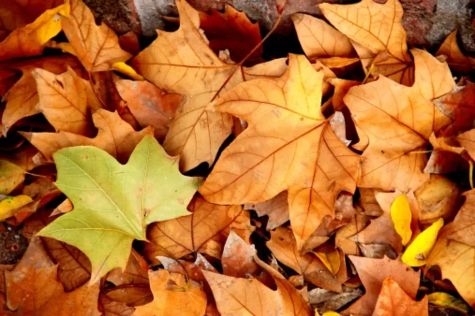Limited Access to One Leaf Drop-Off Site in Sioux Falls
